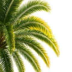 Fototapeta premium Green palm tree with leaves isolated on white background