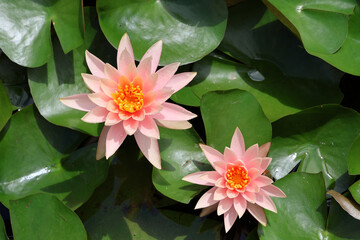Pink waterlilies flowering in a pond, background, nymphaea