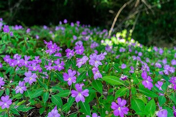 purple flowers in the garden