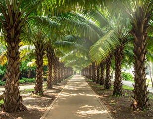 palm trees in the park