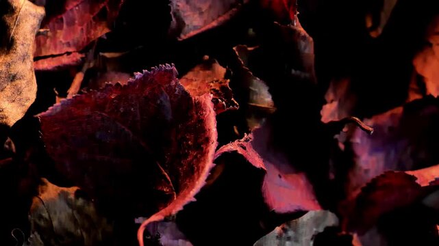 Texture of maroon and brown withered leaves close up.Dark Key. Autumn season.Beautiful nature wallpaper. 4k footage