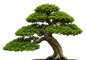Bonsai Tree Miniature Landscape Japanese Art Detailed Closeup of Lush Foliage and Ancient Trunk on transparent background