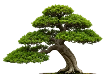 Fotobehang Bonsai Bonsai Tree Miniature Landscape Japanese Art Detailed Closeup of Lush Foliage and Ancient Trunk on transparent background  © AHSAN