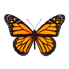 Obraz premium Vibrant monarch butterfly with striking orange and black wings, showcasing intricate patterns and delicate features, perched gracefully against a clean white background, ideal for nature enthusiasts