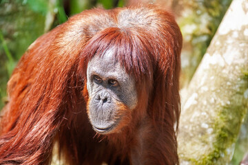 Orang-outan - Pongo pygmaeus - en gros plan	