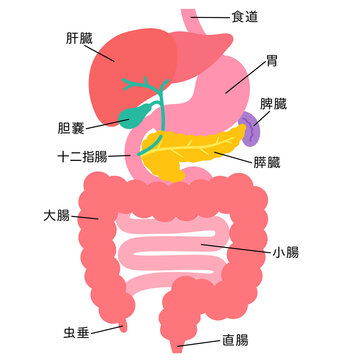 消化器系　肝臓　胆嚢　膵臓　胃　十二指腸　臓器の構造
