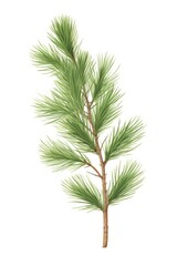 Pine plant tree white background.