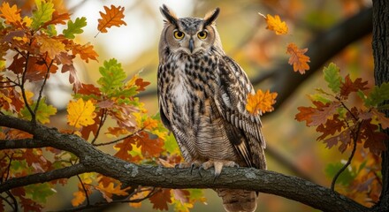 Obraz premium An owl with yellow eyes and ear tufts perches on a tree branch surrounded by colorful autumn leaves in yellow orange and green with several leaves falling