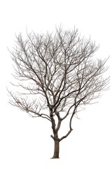 Leafless tree isolated on white