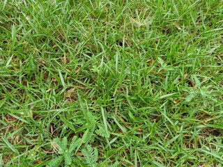 Close-up of green grass a natural texture perfect for backgrounds
