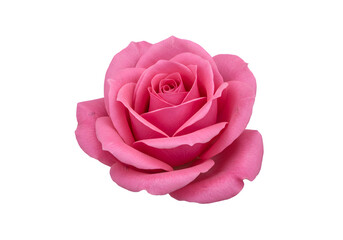 Pink Rose Blossom CloseUp Photograph of a Single Rose on transparent background