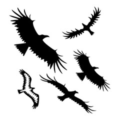 Obraz premium Black silhouettes of birds in flight flying wings