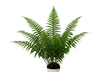 Lush Green Artificial Fern Plant in Pot Perfect Home Decor on transparent background