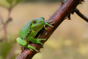 European Tree Frog (Hyla arborea) sitting in the forest in Noord Brabant in the Netherlands