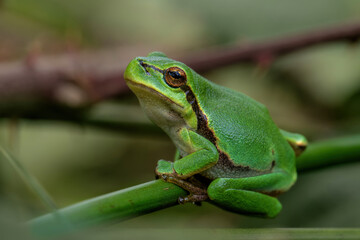 European Tree Frog (Hyla arborea) sitting in the forest in Noord Brabant in the Netherlands