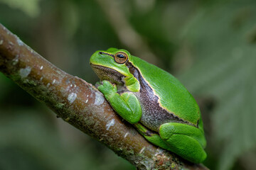 European Tree Frog (Hyla arborea) sitting in the forest in Noord Brabant in the Netherlands