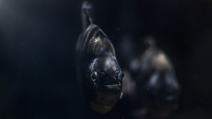 Piranha fish underwater photo in the dark