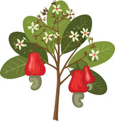 Illustration of a cashew tree with red cashew apples and green nuts, flowering tropical plant, perfect for botanical, educational, or food design use.