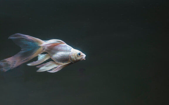 goldfish in the aquarium, close-up of a goldfish