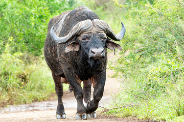 Fototapeta premium Buffalo (Syncerus caffer) hanging around and taking a mud bath close to Hilltop restcamp in Hluhluwe Imfolozi National Park in South Africa