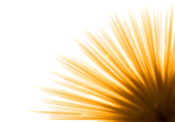 Golden Radiance Abstract Sunburst Pattern of Wooden Skewers on transparent background