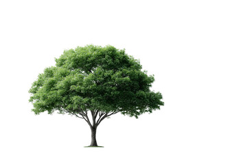Obraz premium Majestic tall green tree with large leaf canopy, an isolated plant in nature. serene symbol of life and growth