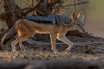 Black-backed jackal (Lupulella mesomelas) looking for food and a drink at a waterhole in Mashatu Game Reserve in the Tuli Block in Botswana