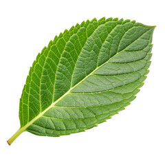 Fototapeta premium Bright green leaf showcasing intricate vein patterns and texture isolated on transparent background