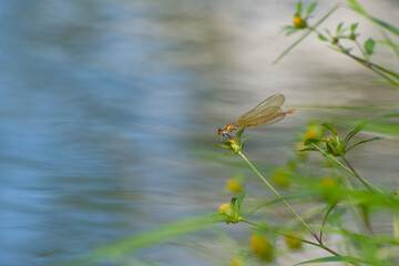 Female banded demoiselle (Calopteryx splendens) perching on a flower above the water	