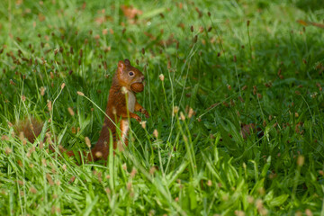 Red squirrel holding walnut in its mouth while standing in grass