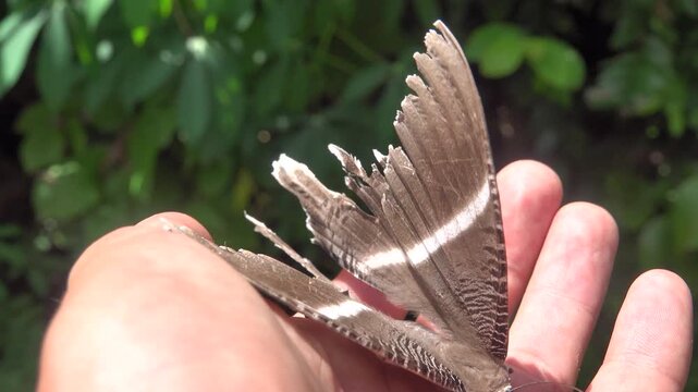 It's like a real butterfly with bird wings, bird feathers. But not birdwing butterfly, bird's-wing (Ornithoptera). Borneo Island, tropical rain forest. January