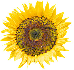 Sonnenblume Blüte auf weißem Hintergrund