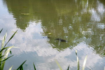 Water of a lake with fish