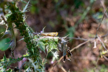Large grasshopper on a plant