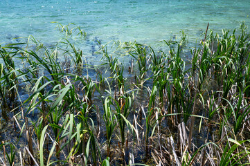Reeds in the water of a lake