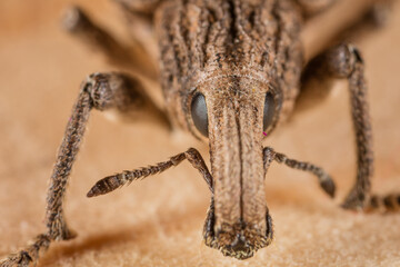 Weevil beetle of the species Rhytideres plicatus from eastern Spain