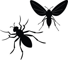 Insects on transparent background