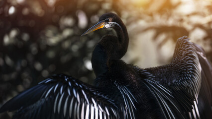 Snakebird anhinga bird cleans his wing feathers