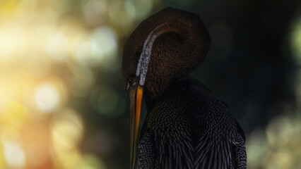 Snakebird anhinga bird cleans his wing feathers