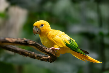 Golden parakeet or golden conure (Guaruba guarouba), medium-sized golden-yellow Neotropical parrot. Parque Das Aves, Foz do Iguacu, Parana, Brazil. Brazilian wildlife and birdwatching.