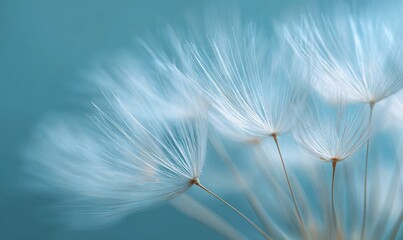 Delicate dandelion seed heads in soft focus