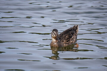 Female duck preening feathers on calm water.