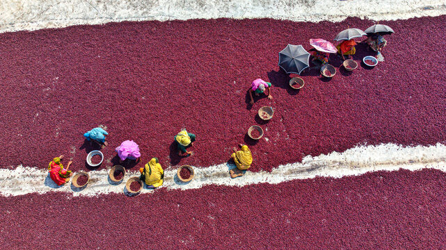 Plum, Bangladesh - 10 March 2024: Aerial view of vibrant red plums spread across the land, women in colorful saris dotting the landscape as they carefully gather the harvest under the warm sun.
