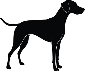 great Dane dog  on transparent background