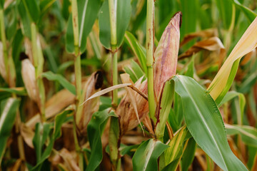 
A close-up of a corn cob growing on its stalk in a field, with green and dry leaves.