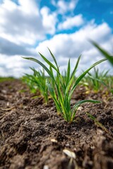 Close-up of young green shoots emerging from fertile soil
