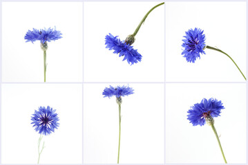 Detailed cornflower views for cosmetic branding, herbal packaging, floristry catalogs, organic skincare ads, wellness blogs, eco-friendly product visuals, ideal for natural lifestyle promotion