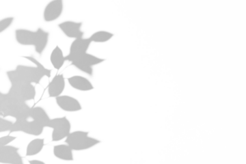 shadow overlay effect of natural tree leaves shadow over on white wall background,realistic summer sunlight abstract dappled shadow on transparent png background