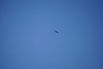 A small bird is flying high in the blue sky