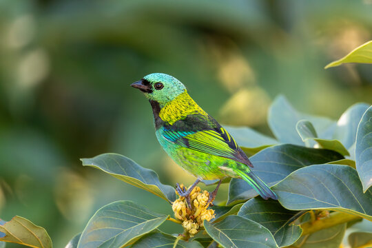 Green-headed tanager (Tangara seledon), brightly colored bird found in the Atlantic forest. Paraibuna, Sao Paulo Brazil. Brazilian wildlife and birdwatching.